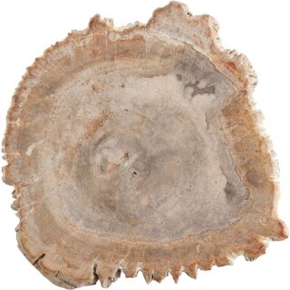 Platte Versteinertes Holz klein, ca. 20 - 25 cm